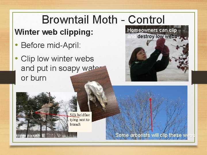 Browntail Moth - Control Winter web clipping: Homeowners can clip and destroy low webs