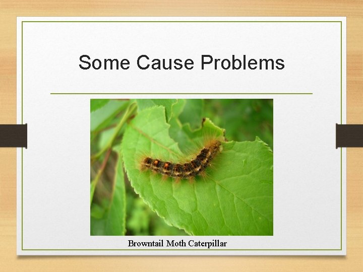 Some Cause Problems Browntail Moth Caterpillar 