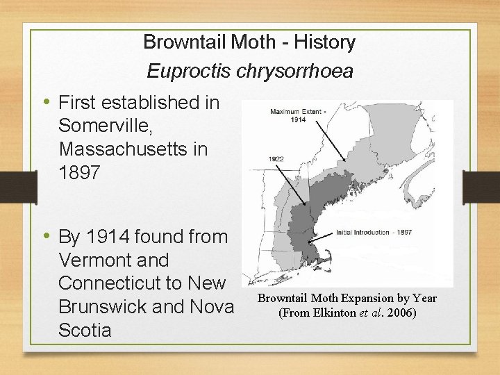 Browntail Moth - History Euproctis chrysorrhoea • First established in Somerville, Massachusetts in 1897