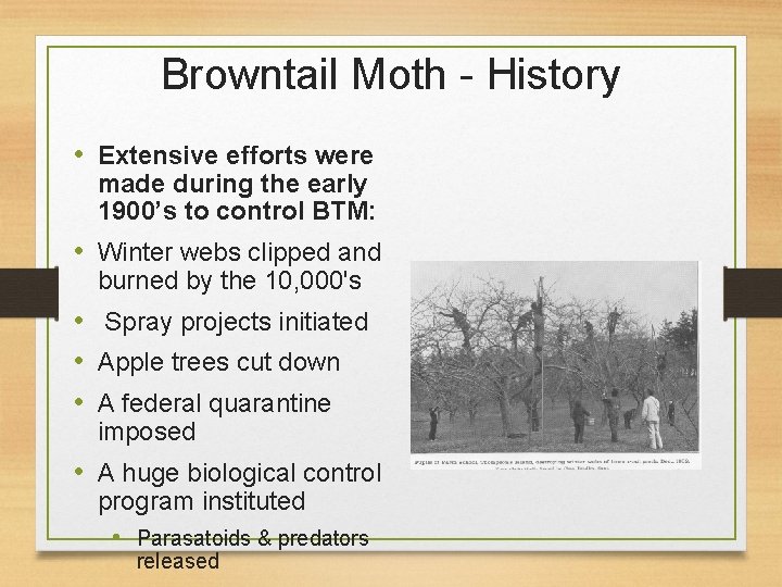 Browntail Moth - History • Extensive efforts were made during the early 1900’s to