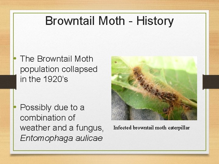 Browntail Moth - History • The Browntail Moth population collapsed in the 1920’s •
