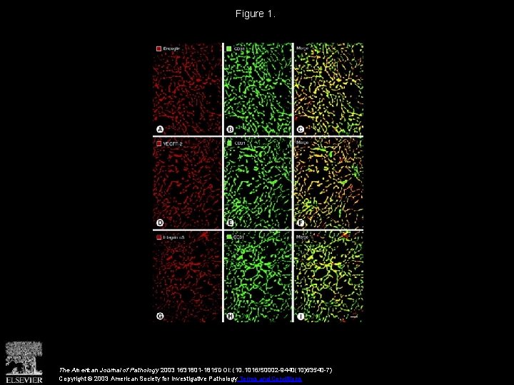 Figure 1. The American Journal of Pathology 2003 1631801 -1815 DOI: (10. 1016/S 0002