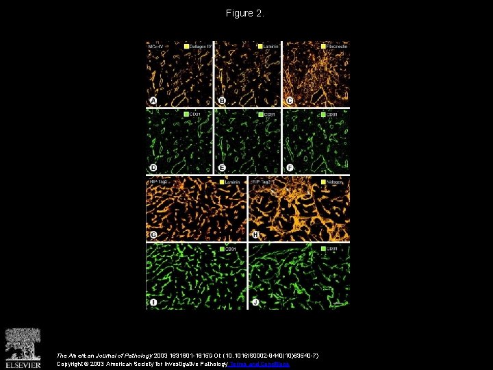 Figure 2. The American Journal of Pathology 2003 1631801 -1815 DOI: (10. 1016/S 0002