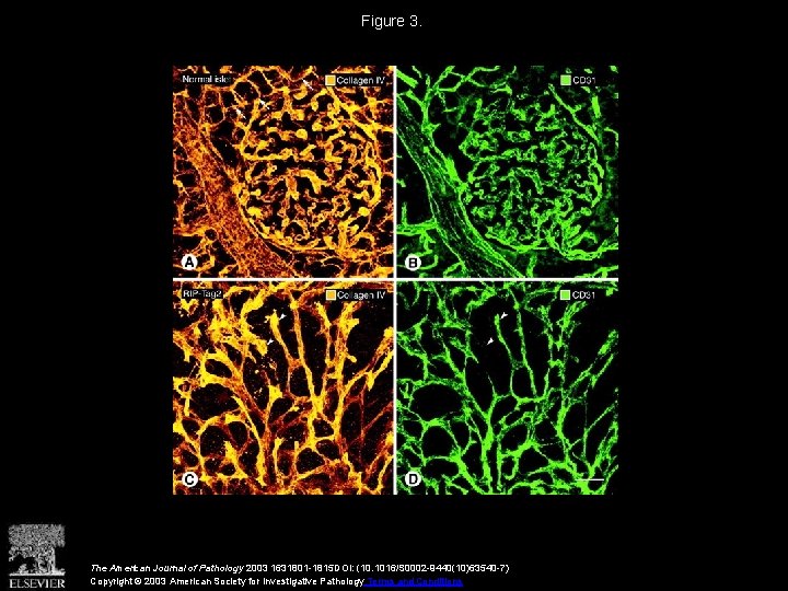 Figure 3. The American Journal of Pathology 2003 1631801 -1815 DOI: (10. 1016/S 0002