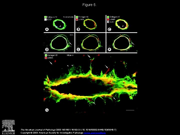 Figure 5. The American Journal of Pathology 2003 1631801 -1815 DOI: (10. 1016/S 0002