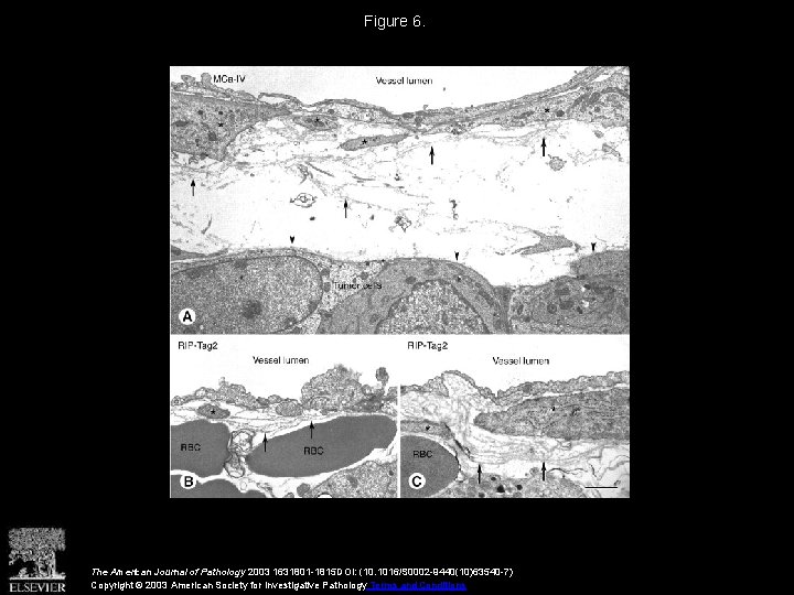 Figure 6. The American Journal of Pathology 2003 1631801 -1815 DOI: (10. 1016/S 0002