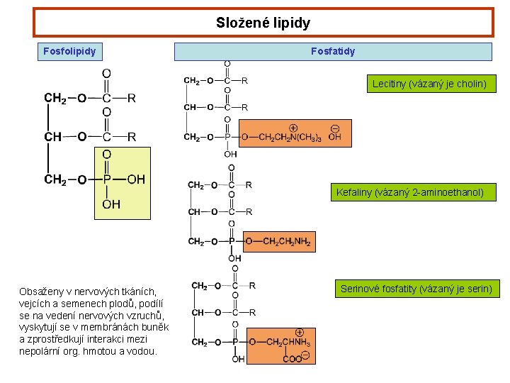 Složené lipidy Fosfolipidy Fosfatidy Lecitiny (vázaný je cholin) Kefaliny (vázaný 2 -aminoethanol) Obsaženy v