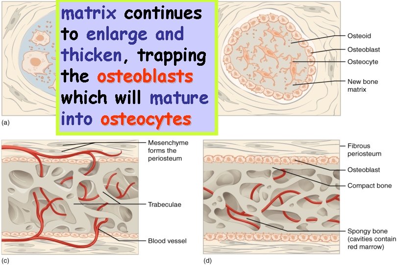 matrix continues to enlarge and thicken, trapping the osteoblasts which will mature into osteocytes