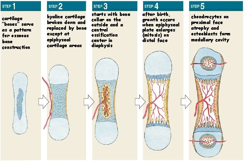 cartilage “bones” serve as a pattern for osseous bone construction hyaline cartilage broken down