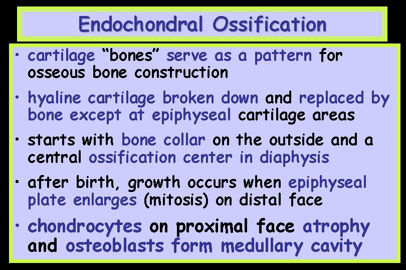 Endochondral Ossification • cartilage “bones” serve as a pattern for osseous bone construction •