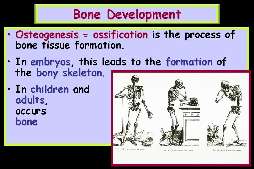 Bone Development • Osteogenesis = ossification is the process of bone tissue formation. •