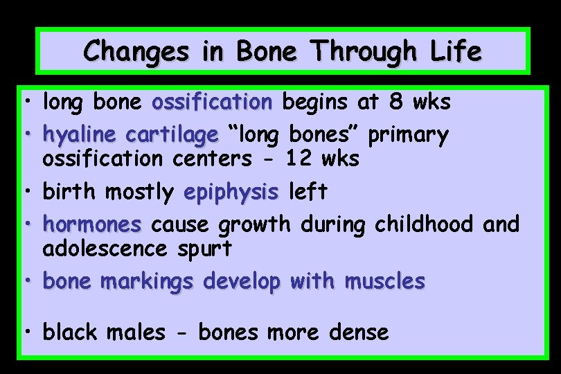 Changes in Bone Through Life • long bone ossification begins at 8 wks •