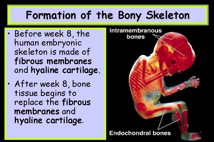 Formation of the Bony Skeleton • Before week 8, the human embryonic skeleton is