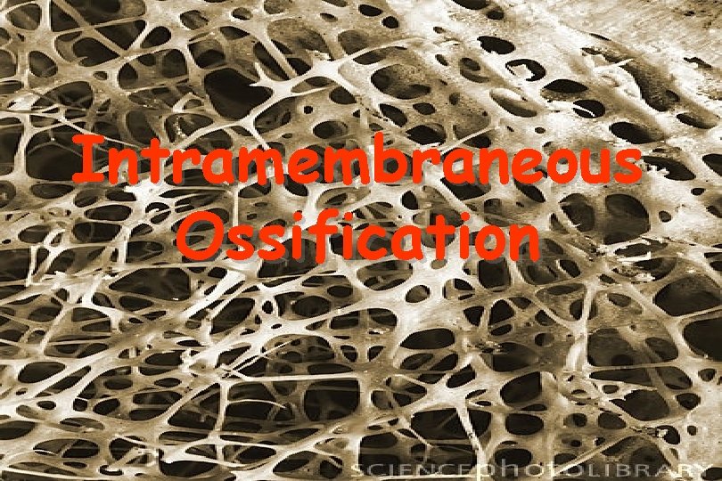 Intramembraneous Ossification 