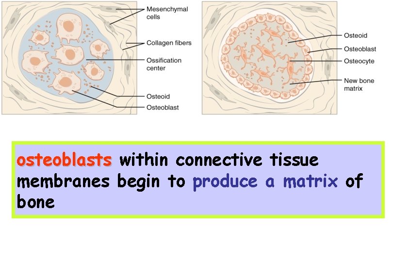 osteoblasts within connective tissue membranes begin to produce a matrix of bone 