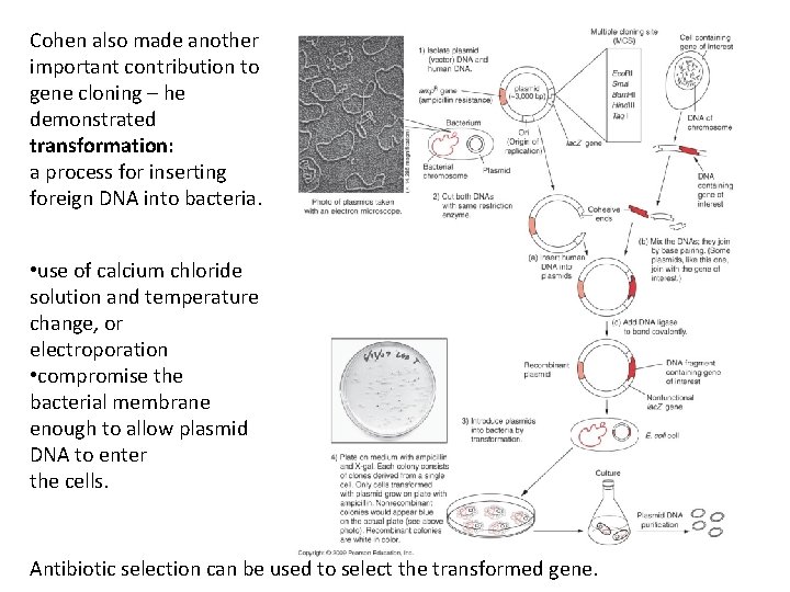 Cohen also made another important contribution to gene cloning – he demonstrated transformation: a