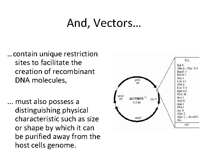 And, Vectors… …contain unique restriction sites to facilitate the creation of recombinant DNA molecules,