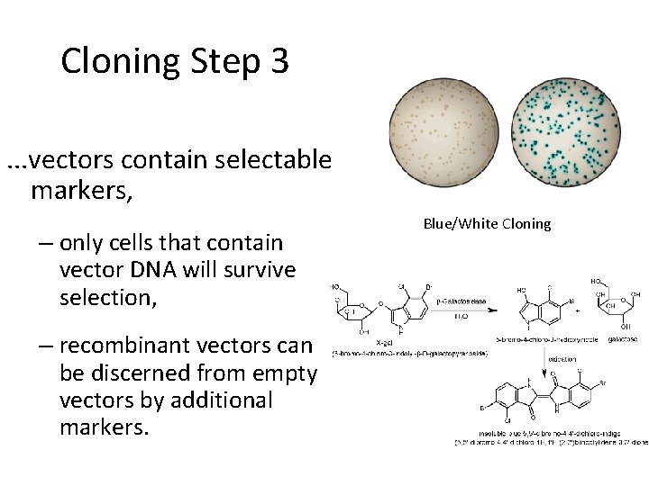 Cloning Step 3. . . vectors contain selectable markers, – only cells that contain