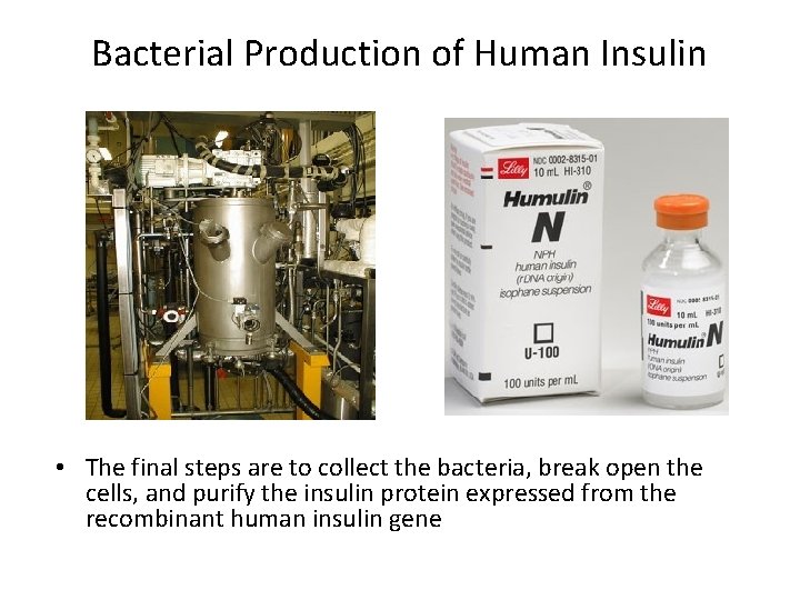 Bacterial Production of Human Insulin • The final steps are to collect the bacteria,