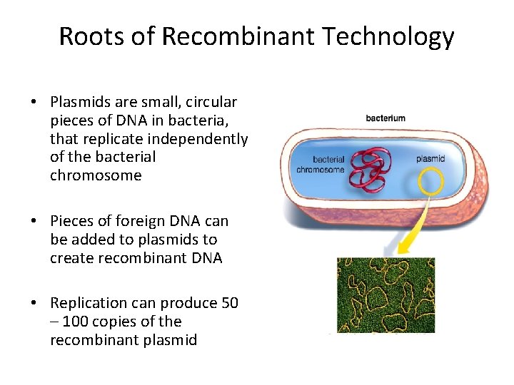 Roots of Recombinant Technology • Plasmids are small, circular pieces of DNA in bacteria,