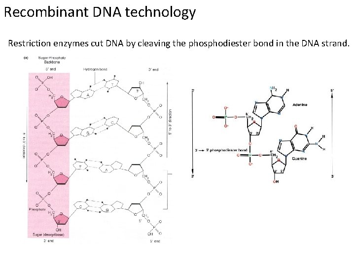 Recombinant DNA technology Restriction enzymes cut DNA by cleaving the phosphodiester bond in the