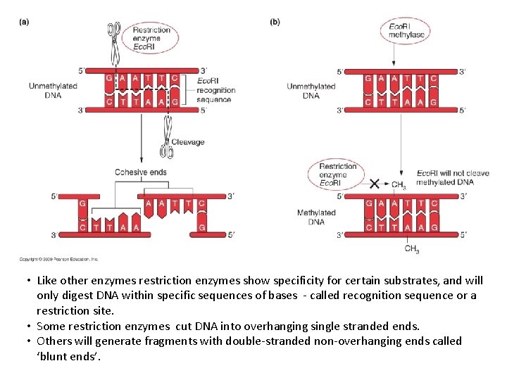  • Like other enzymes restriction enzymes show specificity for certain substrates, and will