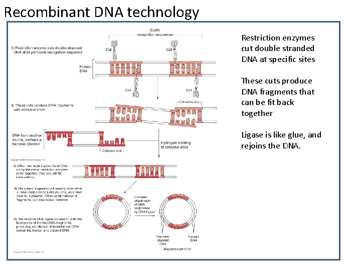 Recombinant DNA technology Restriction enzymes cut double stranded DNA at specific sites These cuts