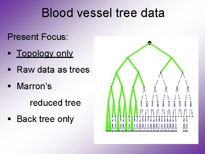 Blood vessel tree data Present Focus: § Topology only § Raw data as trees