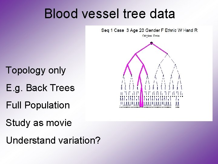 Blood vessel tree data Topology only E. g. Back Trees Full Population Study as