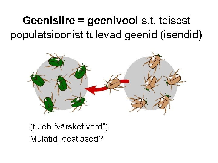 Geenisiire = geenivool s. t. teisest populatsioonist tulevad geenid (isendid) (tuleb “värsket verd”) Mulatid,