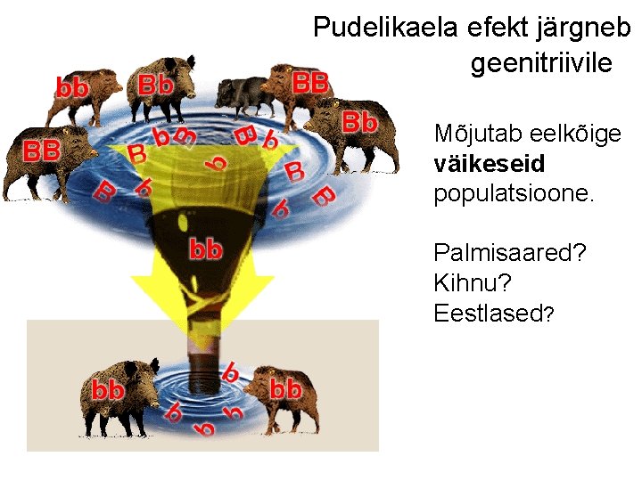 Pudelikaela efekt järgneb geenitriivile Mõjutab eelkõige väikeseid populatsioone. Palmisaared? Kihnu? Eestlased? 