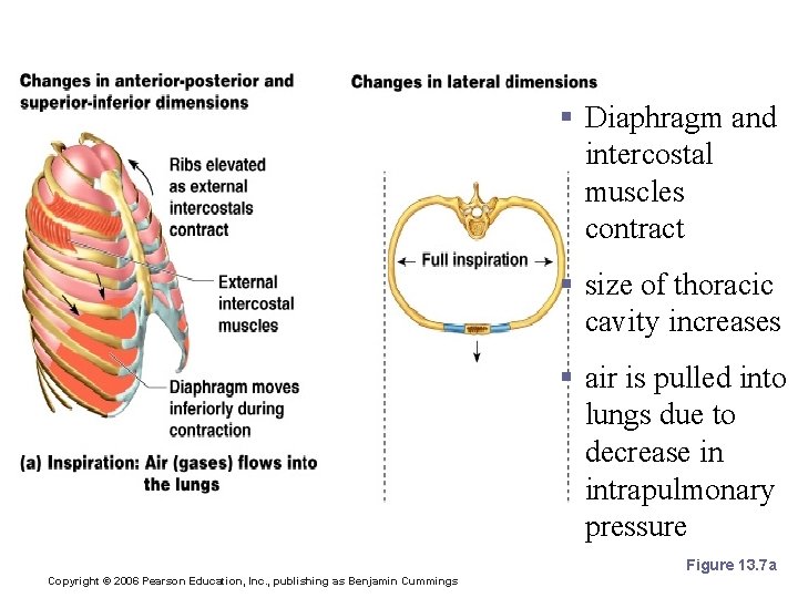 Inspiration - flow of air into lung § Diaphragm and intercostal muscles contract §