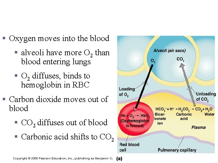 External Respiration - gas exchange between air and blood § Oxygen moves into the