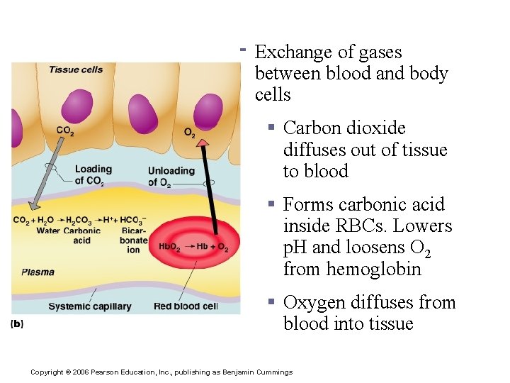 Internal Respiration § Exchange of gases between blood and body cells § Carbon dioxide