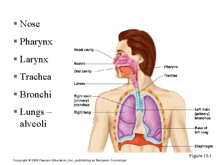 Organs of the Respiratory system § Nose § Pharynx § Larynx § Trachea §