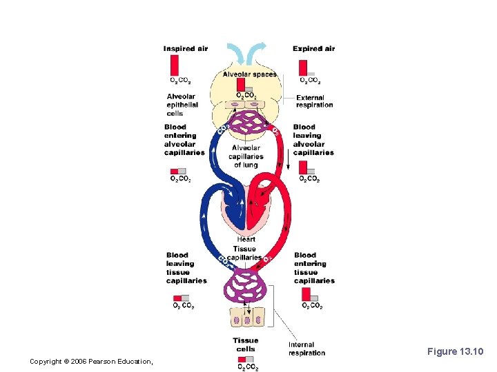 Respiration Summary Figure 13. 10 Copyright © 2006 Pearson Education, Inc. , publishing as