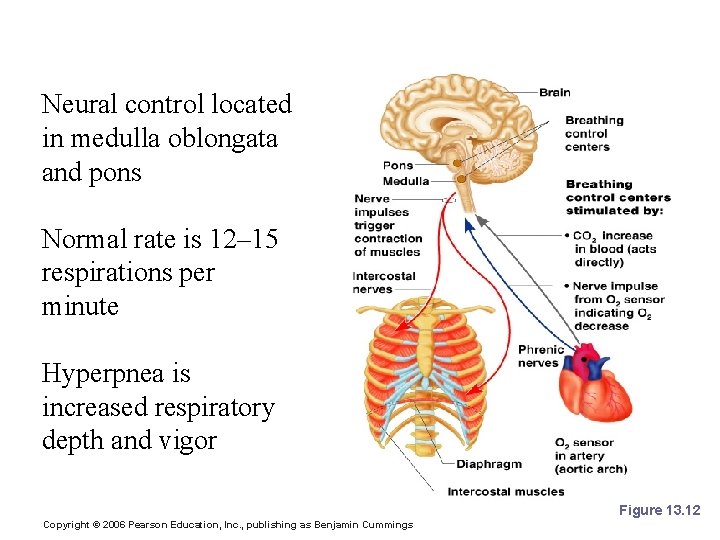 Neural Regulation of Respiration Neural control located in medulla oblongata and pons Normal rate