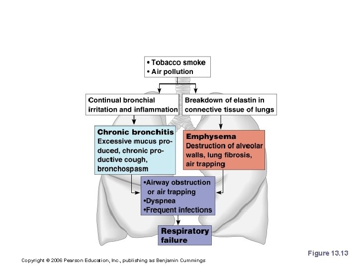 Chronic Obstructive Pulmonary Disease (COPD) Figure 13. 13 Copyright © 2006 Pearson Education, Inc.