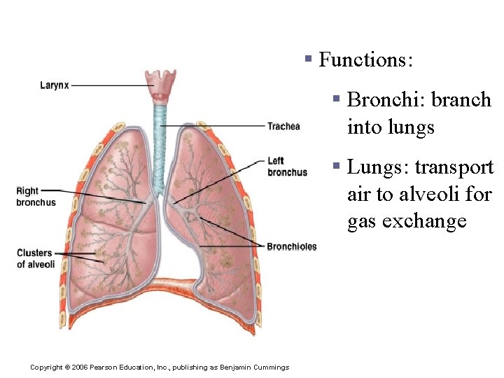 Lower Respiratory Tract § Functions: § Bronchi: branch into lungs § Lungs: transport air