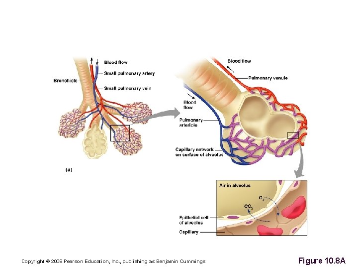 Gas Exchange Between the Blood and Alveoli Copyright © 2006 Pearson Education, Inc. ,
