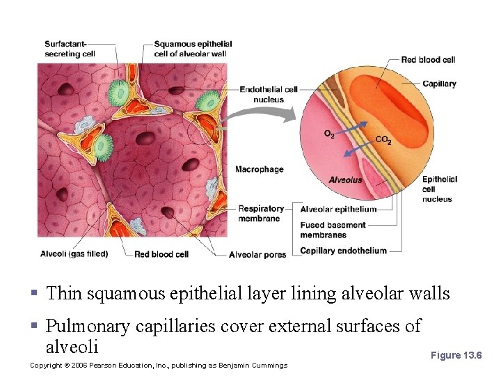 Respiratory Membrane (Air-Blood Barrier) § Thin squamous epithelial layer lining alveolar walls § Pulmonary