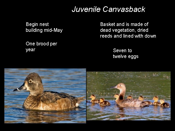 Juvenile Canvasback Begin nest building mid-May One brood per year Basket and is made