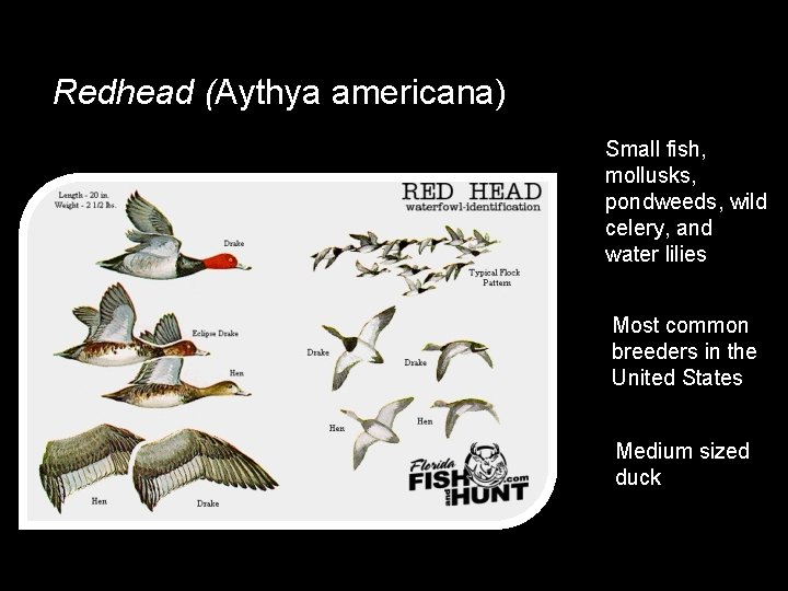 Redhead (Aythya americana) Small fish, mollusks, pondweeds, wild celery, and water lilies Most common