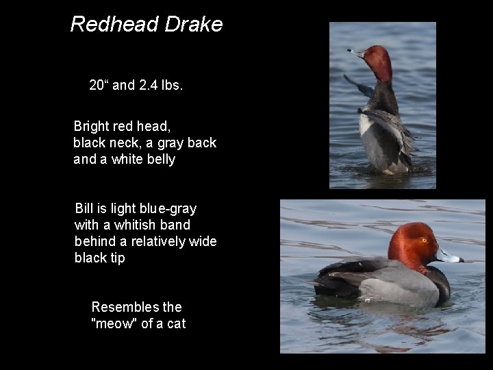 Redhead Drake 20“ and 2. 4 lbs. Bright red head, black neck, a gray