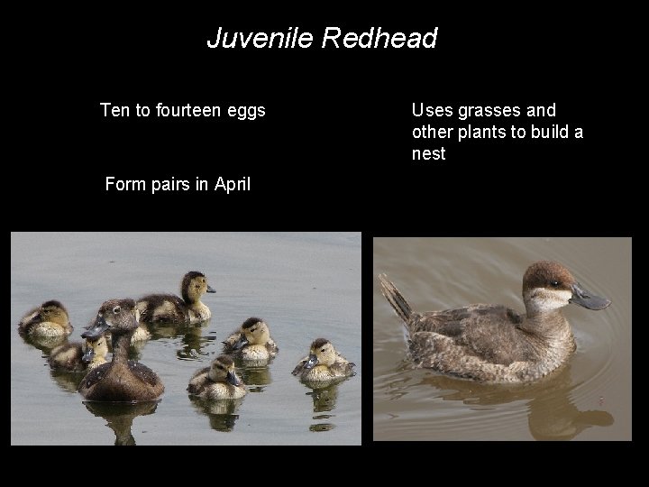 Juvenile Redhead Ten to fourteen eggs Form pairs in April Uses grasses and other