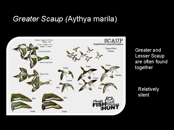 Greater Scaup (Aythya marila) Greater and Lesser Scaup are often found together Relatively silent
