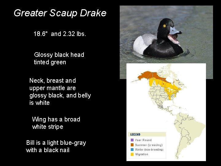 Greater Scaup Drake 18. 6" and 2. 32 lbs. Glossy black head tinted green