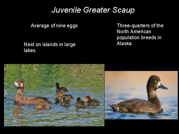 Juvenile Greater Scaup Average of nine eggs Nest on islands in large lakes Three-quarters