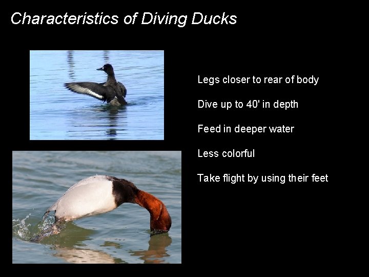 Characteristics of Diving Ducks Legs closer to rear of body Dive up to 40'