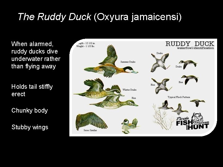 The Ruddy Duck (Oxyura jamaicensi) When alarmed, ruddy ducks dive underwater rather than flying